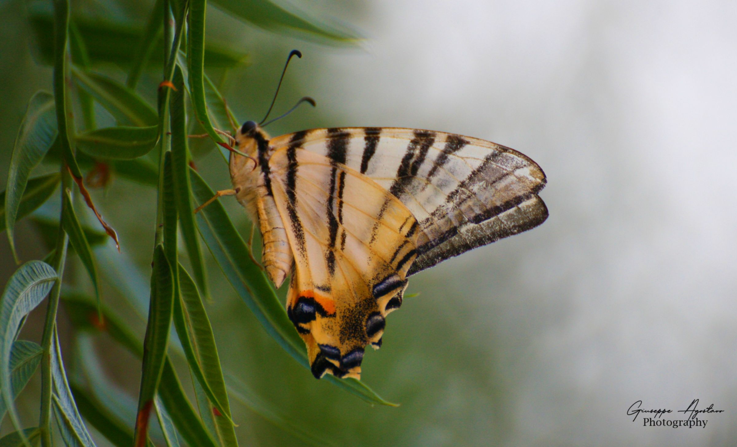 iphiclides podalirius ok